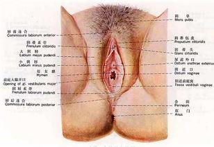女性殖外器图片,生殖健康知识普及