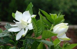 霜花的资料,自然界的冰晶艺术与科学奥秘